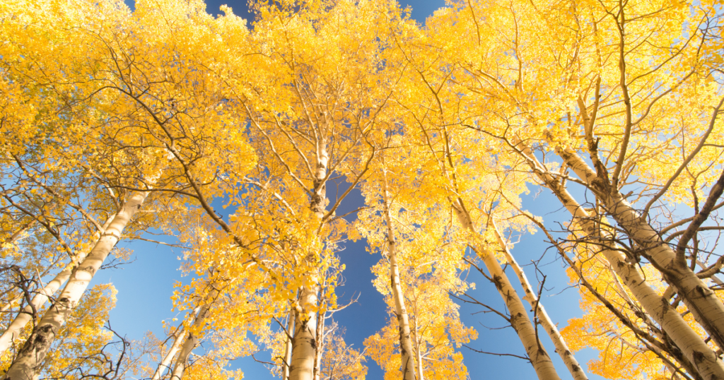 Aspen Trees in Fall-Aspen-CO Banner